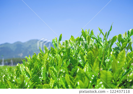 New tea fields before picking [Ise tea and Suizawa tea] 122437118