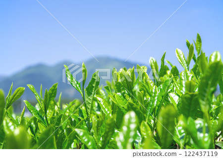 New tea fields before picking [Ise tea and Suizawa tea] 122437119
