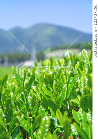 New tea fields at the foot of Mt. Suzuka - Suizawa tea before picking 122437356