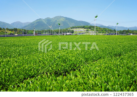 New tea fields at the foot of Mt. Suzuka - Suizawa tea before picking New tea fields at the foot of Mt. Suzuka - Suizawa tea before picking 122437365