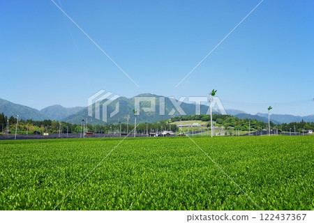 New tea fields at the foot of Mt. Suzuka - Suizawa tea before picking 122437367