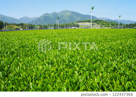 New tea fields at the foot of Mt. Suzuka - Suizawa tea before picking New tea fields at the foot of Mt. Suzuka - Suizawa tea before picking 122437368