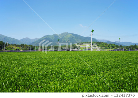 New tea fields at the foot of Mt. Suzuka - Suizawa tea before picking 122437370