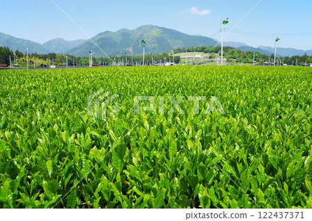 New tea fields at the foot of Mt. Suzuka - Suizawa tea before picking 122437371