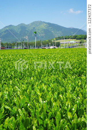 鈴鹿山腳下的新茶田 - 採摘前的水澤茶 122437372