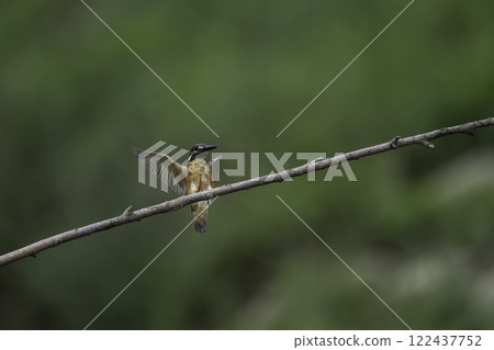 翠鳥在樹枝上飛翔 122437752