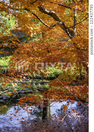 Iyama Hofukuji Temple, Autumn leaves, Soja City, Okayama Prefecture Iyama Hofukuji Temple, Autumn leaves, Soja City, Okayama Prefecture 122437795