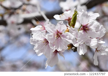 Sakura ~ Sakura 122437797