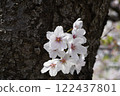 Sakura ~ Sakura 122437801