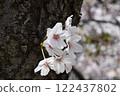 Sakura ~ Sakura 122437802