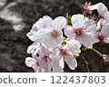Sakura ~ Sakura 122437803