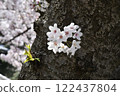 Sakura ~ Sakura 122437804