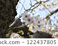 Sakura ~ Sakura 122437805
