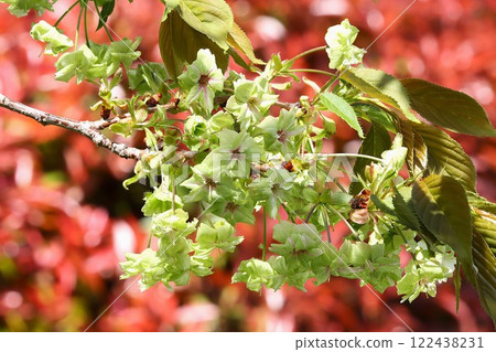A rare pale green cherry blossom - 9 122438231