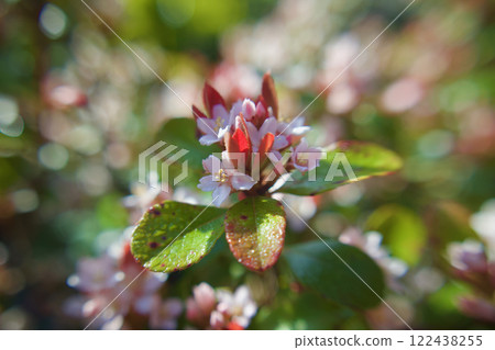 The buds of the Hime-sharin-ume blossoms bloom on May 4, 2024. The flower language is "confession of love," "innocence," and "comfortable breeze." The buds of the Hime-sharin-ume blossoms bloom on May 4, 2024. The flower language is "confession of love," "innocence," and "comfortable breeze." 122438255