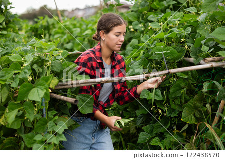 Woman is working in garden between beds, picking ripe beans 122438570