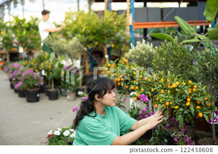 before buying,young girl examines fruits on citrus bush and wants to choose most ripe kumquats 122438608