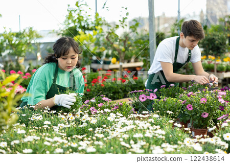 flower supermarket worker examines shelf of Argenantemum to detect problematic plants 122438614
