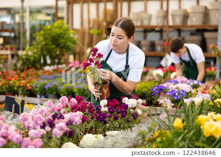 female vendor in flower shop gets acquainted with assortment and carefully viewes Levkoy 122438646
