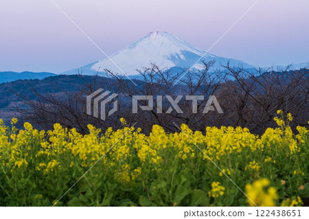 黎明時分的二宮町吾妻山公園的油菜花田與紅富士 122438651