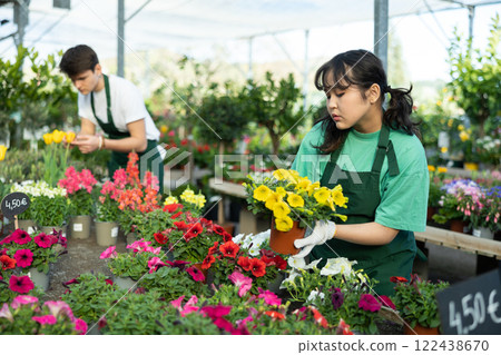 Professional female gardener arranging potted Petunia flowers for market and wearing greenhouse uniform Professional female gardener arranging potted Petunia flowers for market and wearing greenhouse uniform 122438670