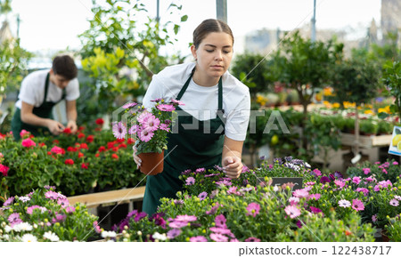 Skilled female gardener arranging potted Osteospermum Ecklonis flowers for market and wearing greenhouse uniform Skilled female gardener arranging potted Osteospermum Ecklonis flowers for market and wearing greenhouse uniform 122438717