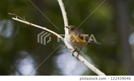 棲息在樹枝上的紅腹藍尾魚 122439046