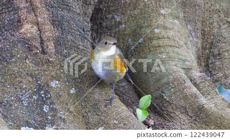 棲息在樹上的紅腹藍尾魚 122439047