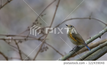 Ruribitaki在樹枝上捕捉 Ruribitaki在樹枝上捕捉 122439048