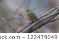 Red-flanked bluetail perching on a branch 122439049