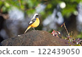 Daurian Redstart standing on a rock 122439050