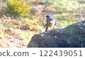 Daurian Redstart standing on a rock 122439051