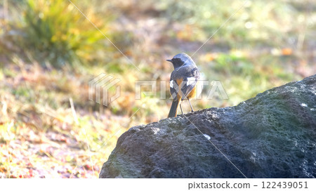 達烏爾紅尾鴝站在岩石上 達烏爾紅尾鴝站在岩石上 122439051