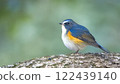 Male Blue-and-White Flycatcher Perched on a Tree 122439140