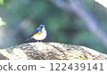 Red-flanked bluetail perching on a tree 122439141