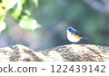 Red-flanked bluetail perching on a tree 122439142