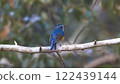 Red-flanked bluetail perching on a branch 122439144