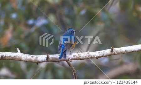 Red-flanked bluetail perching on a branch Red-flanked bluetail perching on a branch 122439144