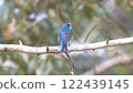 Red-flanked bluetail perching on a branch 122439145