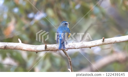 棲息在樹枝上的紅腹藍尾魚 棲息在樹枝上的紅腹藍尾魚 122439145
