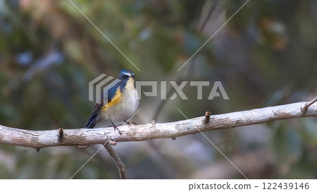 Ruribitaki catching on branches 122439146