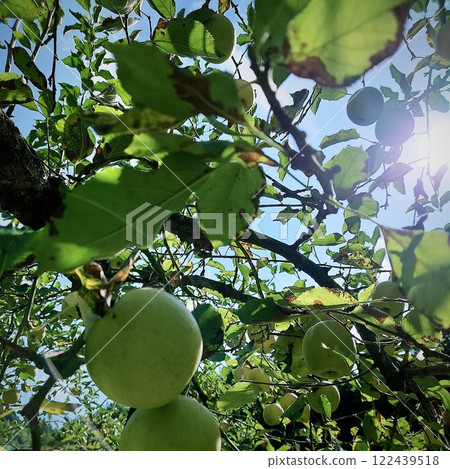 陽光和植物 陽光和植物 122439518