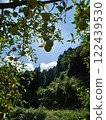 森林景觀 122439530