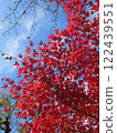 鮮紅的葉子 122439551