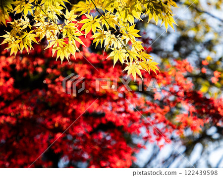 A rare maple tree with vivid yellow leaves A rare maple tree with vivid yellow leaves 122439598