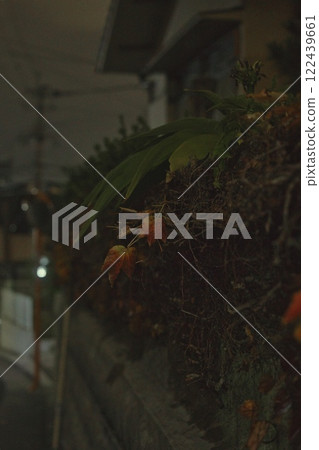 種植 種植 122439661