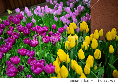 Colorful tulips at the Tulip Shikisaikan 122439704