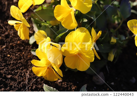 冬季花園中盛開的三色紫羅蘭 (Viola) 花 冬季花園中盛開的三色紫羅蘭 (Viola) 花 122440043