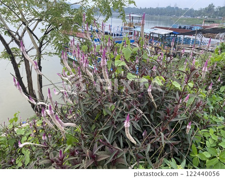 Celosia argentea flower blooming on the river 122440056