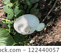 White mushroom growing in the forest, closeup of photo with selective focus 122440057